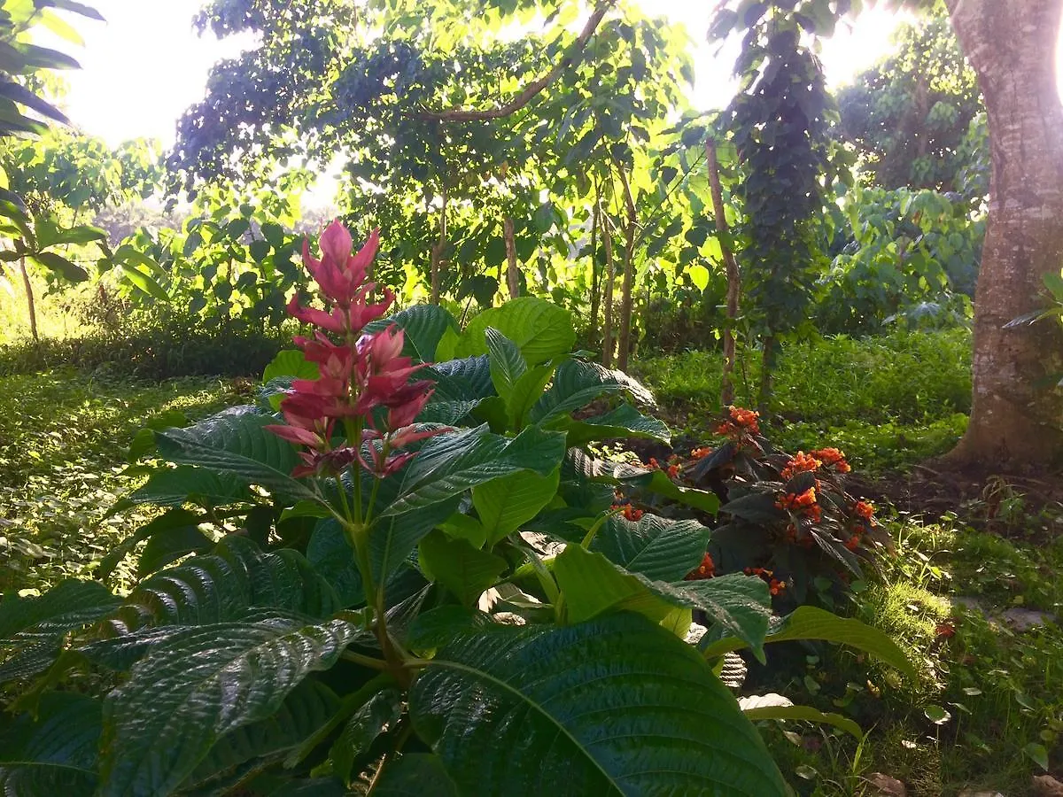 Samana Ecolodge El Limon Hostel