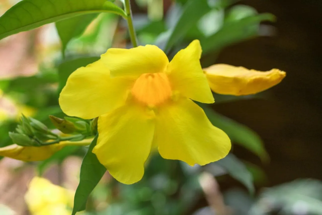 Samana Ecolodge El Limon 0*,  Δομινικανή Δημοκρατία